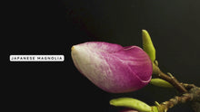Load and play video in Gallery viewer, Japanese Magnolia Nourishing Body Oil | 1 fl oz